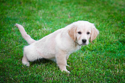 Why Potty Training is Essential in Extreme Weather Conditions & Ways To Train Them